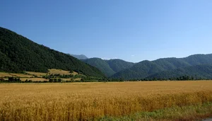 نرگس تپه