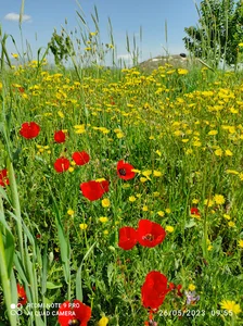 کسری پاشایی