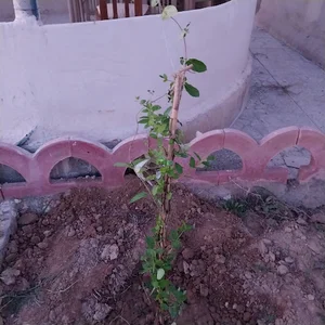 باغ خانوادگی پاک نژاد