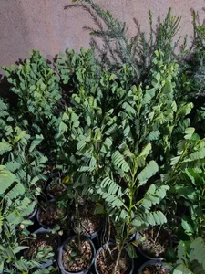 گلخانه سبزکوش 5