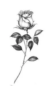 گالری گل رزابل