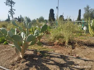بوستان بزرگ آزادشهر 4