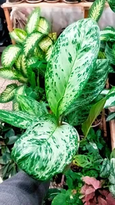 گل و گیاه پارسا 5