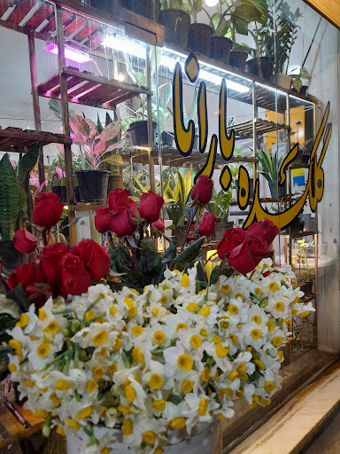 گلکده بارانا (گلفروشی گیاهان آپارتمانی)