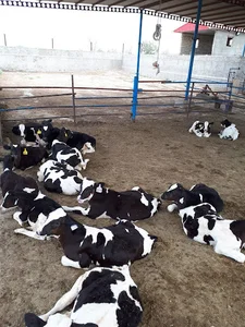 Ghasemi beef cattle farm