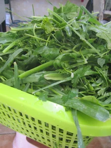 سبزی آماده کوردستان