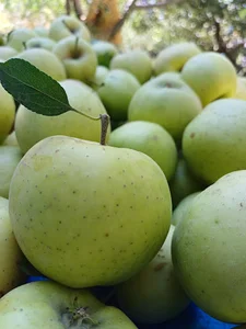 باغ حاج حسن خان سرومیلی