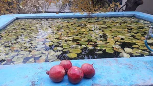 نعیم آباد