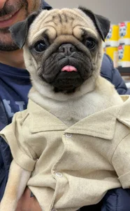 Petdream