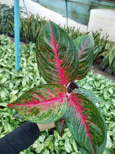 گل و گیاه پارسا 3