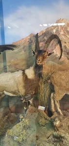 موزه تاریخ طبیعی سمنان