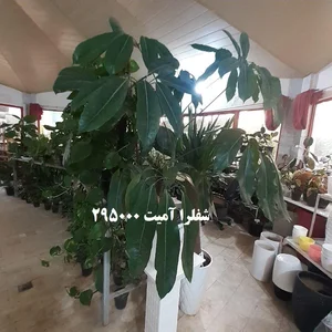 فروشگاه گل و گلدان طاهری 3