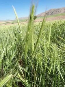 مجتمع کشاورزی شفاعتی