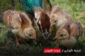 مهد کودک طاووس