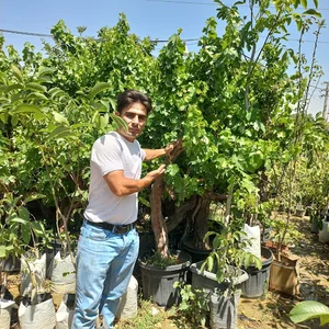 نهال فروشی