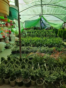 نهالستان امیدی