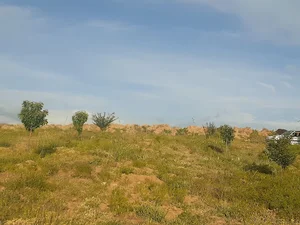 نهالستان میوه علی بیاتی