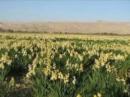 نرگس زار جره کازرون