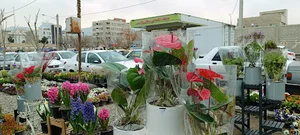 نمایشگاه گل و گیاه ناندینا