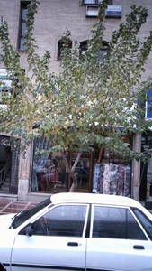 دکتر داود طالبیان 3