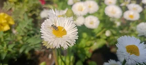 میدان قدس