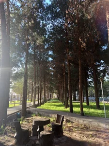 بوستان پسته