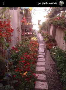 گل و گیاه تک ماسوله