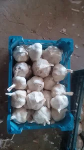سیر علامه