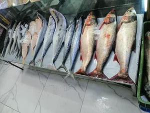 شهرپروتئین 3