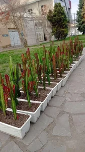 گل سرای علی اکبری 5