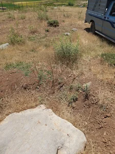 قنات علویجه