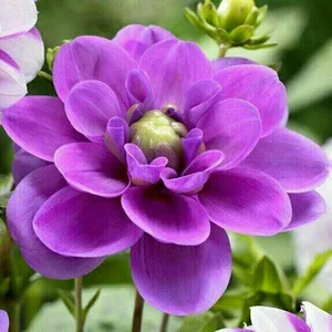 فروشگاه مواد غذایی و گل زارع