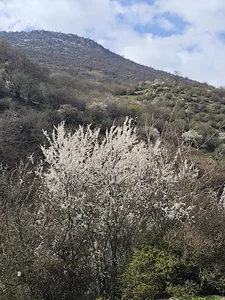 مجل