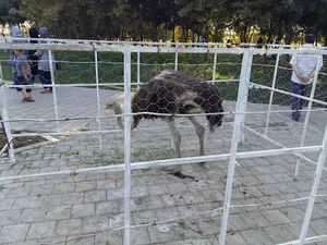 باغ ‌پرندگان