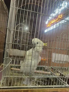 پت شاپ کلبه پرندگان پرطلا 5