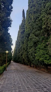 شیراز