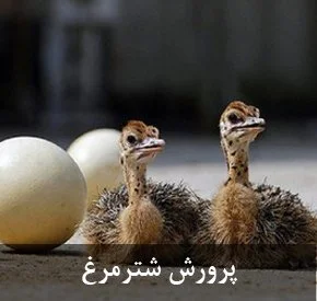 مرکز پرورش شتر مرغ رستمی