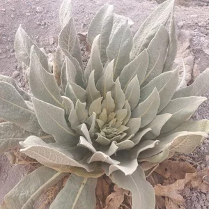 مزرعه محسن دامنه ای
