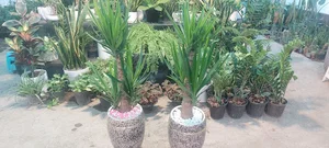 گلسرای ارکیده (توانگر)