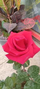 گل فروشی خسروی