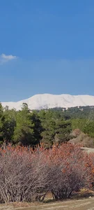 بوستان یاس