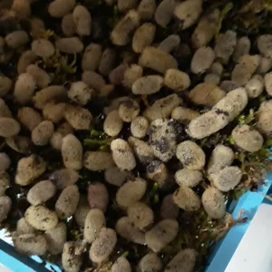شرکت مهشید تجارت کادوسیان