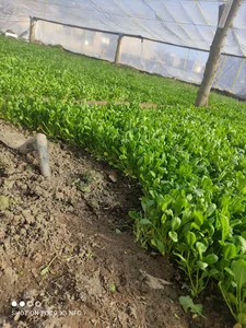 باغ سبزی فروشی