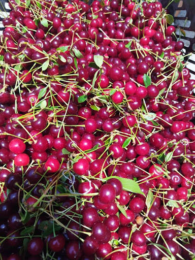 میوه سرای کاظم