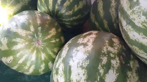 میوه فروشی نصیری 2