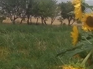 دبستان دخترانه ي شرف