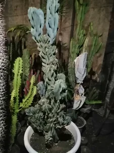 Karajcactus