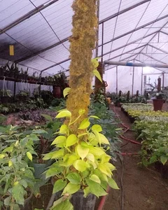 گلخانه محسنی