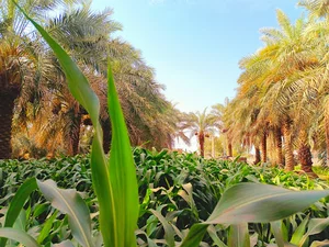 باغ حاج اسلام بامری