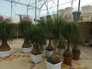 کلینیک گل و گیاه کاملیا 2